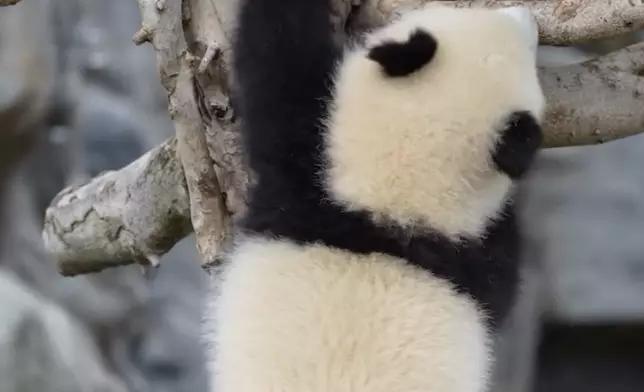 家姐成功登頂。IG影片截圖