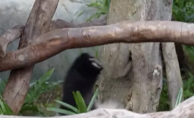 成功倒插跨欄。IG影片截圖