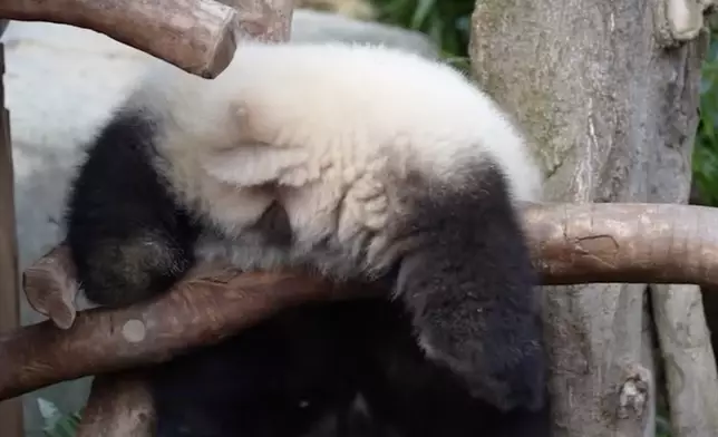 細佬出奇招，頭朝下屁股朝上。IG影片截圖