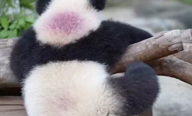 細佬小胖腳在努力。IG影片截圖