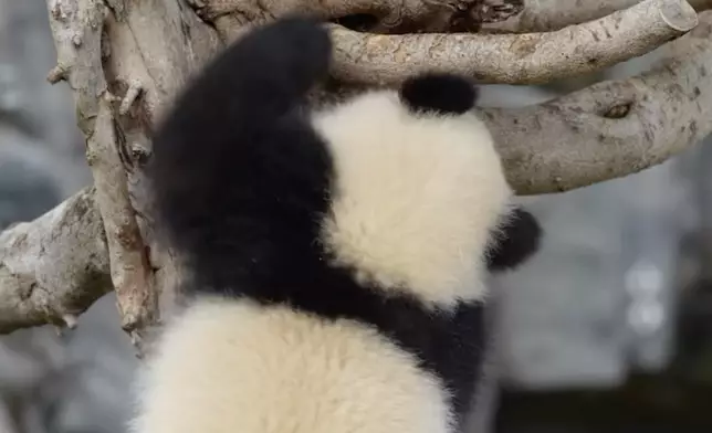 家姐爬樹冇難度。IG影片截圖