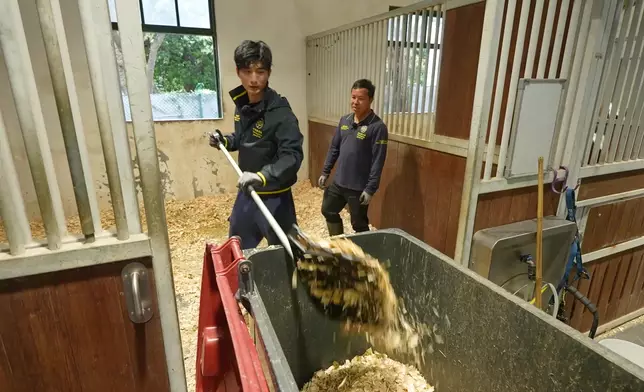 清理馬糞時，Aska幽默地說：「發現啲屎唔係好臭，佢哋平時飲食應該幾健康！。」