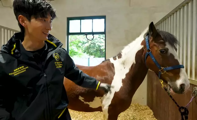 Aska探熱前幽默地問馬匹：你緊唔緊張？