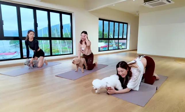 德德係咁「走狗」。