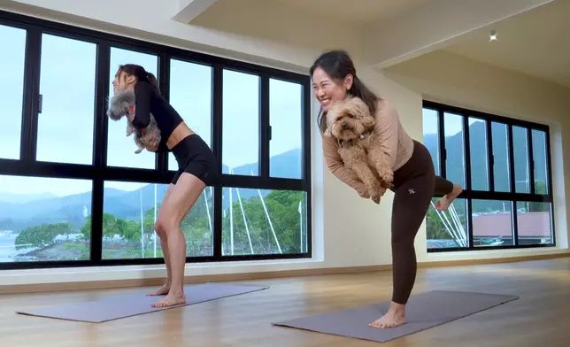 Tiffany同德德齊齊學做狗瑜伽。