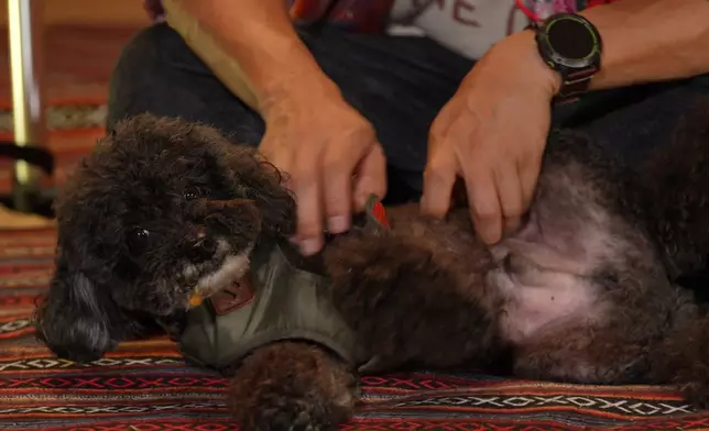 森美帶狗仔Camping，笑料百出。