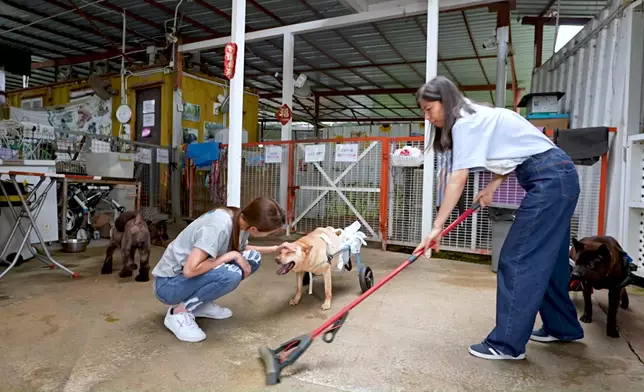 姚子羚做狗義工時，盡顯細心及愛心面。