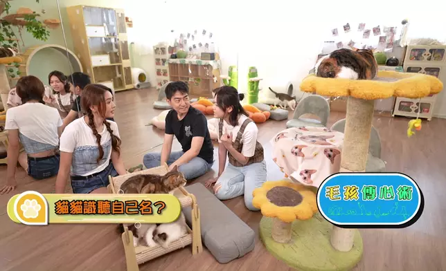 今集嘅「傳心術」會教大家了解貓咪嘅內心世界。