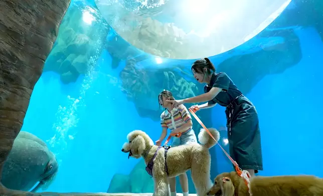 關楓馨又係錫到佢隻狗仔燶咁滯。