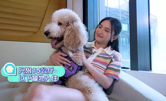 關楓馨又係錫到佢隻狗仔燶咁滯。