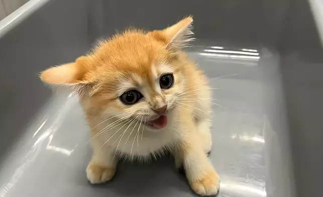 檢獲的貓貓。政府新聞處圖片