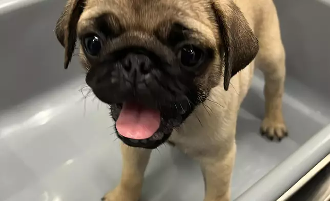 檢獲的狗狗。政府新聞處圖片