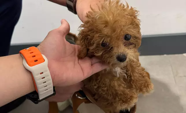 檢獲的狗狗。政府新聞處圖片