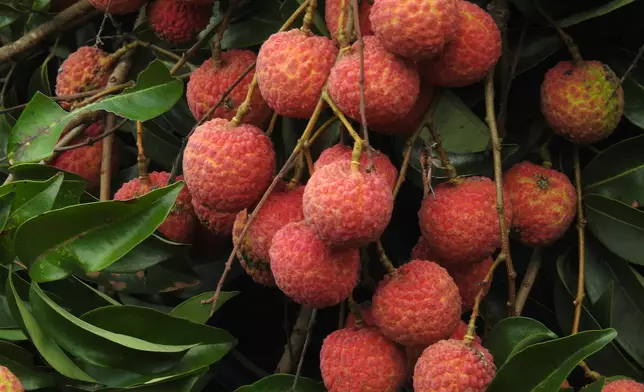 即使精挑細選，仍難以完全杜絕蟲害。資料圖片