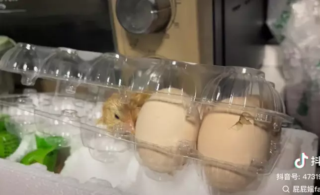 雞蛋放角落因高溫孵化出小雞。影片截圖