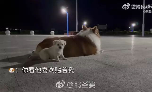 柯基犬公園散步叼回小奶狗求飼主收留。影片截圖