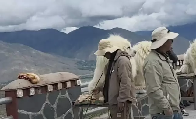 遊客驚揭西藏景點標榜付費合影的「藏獒」實為拉布拉多犬偽裝。影片截圖