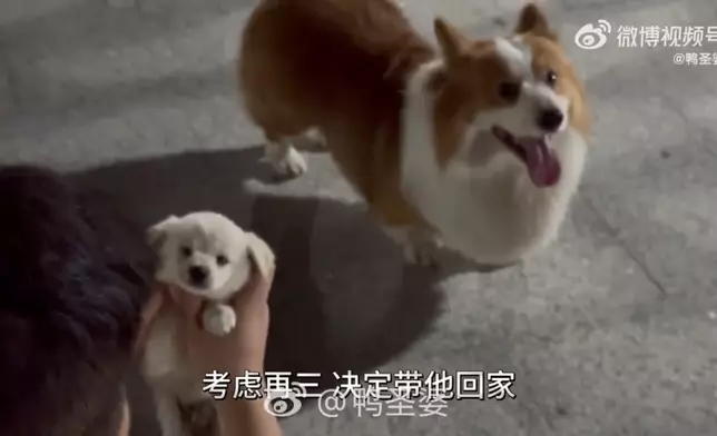 柯基犬公園散步叼回小奶狗求飼主收留。影片截圖