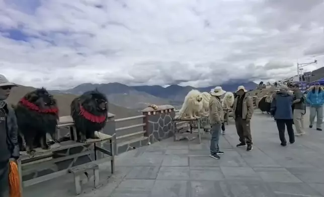 遊客驚揭西藏景點標榜付費合影的「藏獒」實為拉布拉多犬偽裝。影片截圖