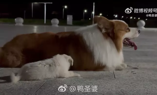 柯基犬公園散步叼回小奶狗求飼主收留。影片截圖