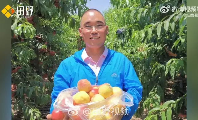 農民學種桃技術12年，單棵桃樹產量突破200個，還帶動千名果農由虧轉盈。影片截圖
