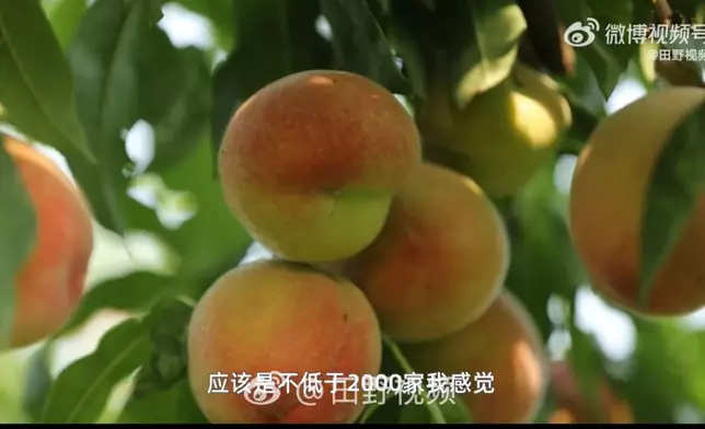 農民學種桃技術12年，單棵桃樹產量突破200個，還帶動千名果農由虧轉盈。影片截圖