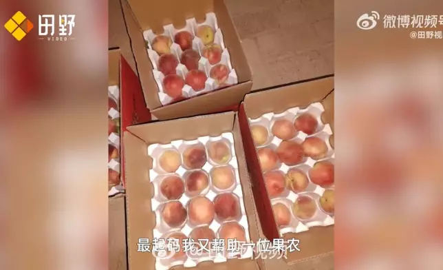 農民學種桃技術12年，單棵桃樹產量突破200個，還帶動千名果農由虧轉盈。影片截圖