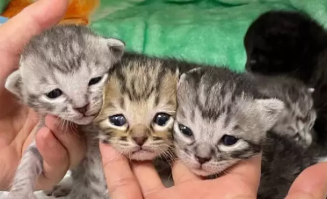 不時會幫手暫養貓貓。