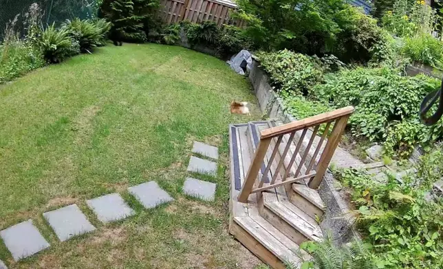 黑熊闖民宅食狗糧遭迷你博美犬吠叫衝出嚇退。影片截圖