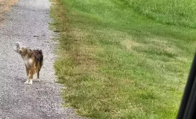 義工動用無人機尋回流浪犬。FB圖片@Canine Rescue of Central PA