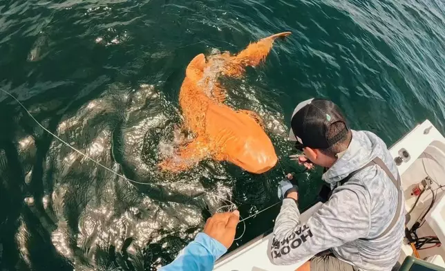 橘色鯊魚現蹤哥斯大黎加，外觀獨特似放大版錦鯉。FB圖片