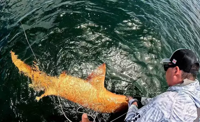 橘色鯊魚現蹤哥斯大黎加，外觀獨特似放大版錦鯉。FB圖片