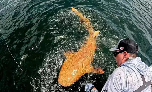 橘色鯊魚現蹤哥斯大黎加，外觀獨特似放大版錦鯉。FB圖片