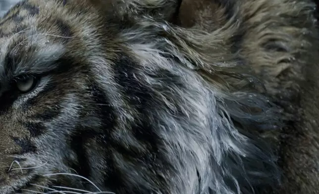 黑悟空續作《黑神話：鍾馗》上線，官網釋2分鐘預告片給玩家過乾癮。影片截圖