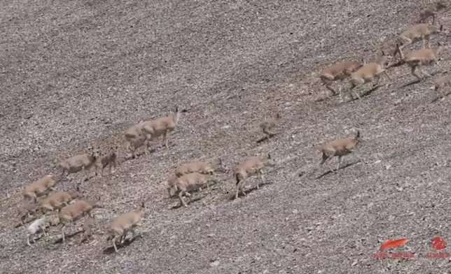 新疆現罕見純白藏羚羊幼崽，科研人員推測或為白化現象。影片截圖