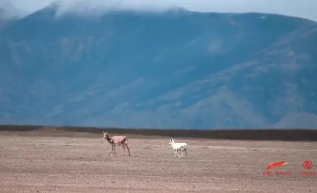 新疆現罕見純白藏羚羊幼崽，科研人員推測或為白化現象。影片截圖