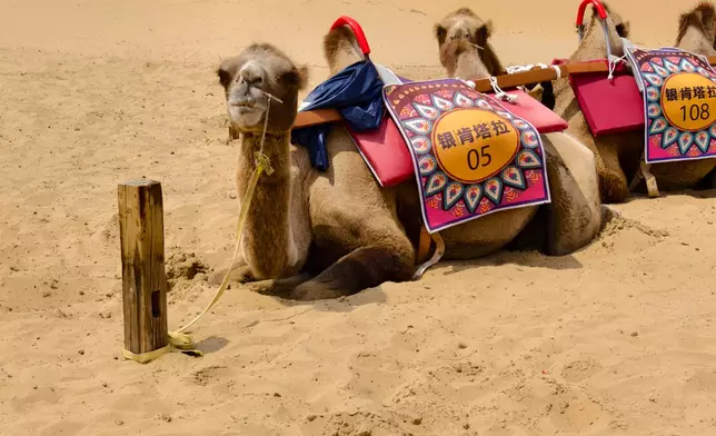 駱駝騎行。巴士的報記者攝