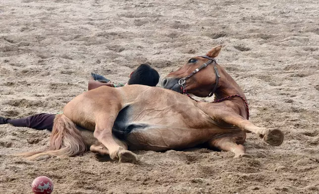 馬兒扮死。巴士的報記者攝