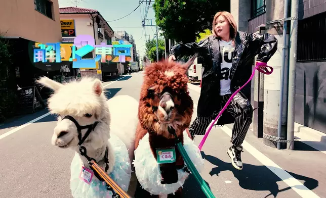 拖羊駝在街頭打卡。