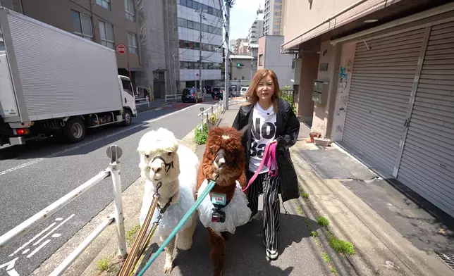 拖羊駝在街頭打卡。