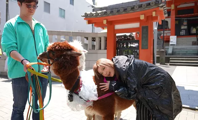 拖羊駝在街頭打卡。