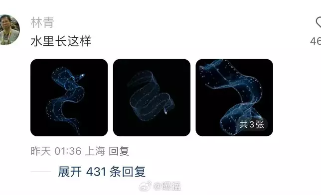 為鰻魚幼體。網上圖片