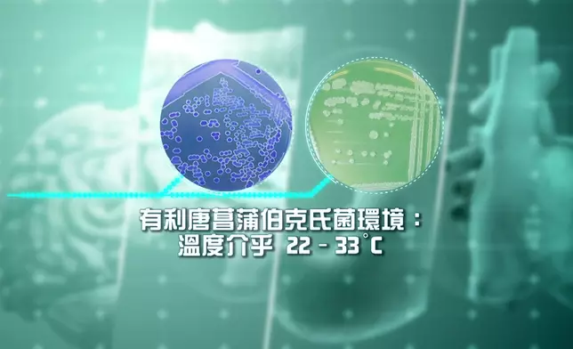 博士提及了有利於「唐菖蒲伯克氏菌」生存的環境，及「米酵菌酸」毒素來源就是「唐菖蒲伯克氏菌」。