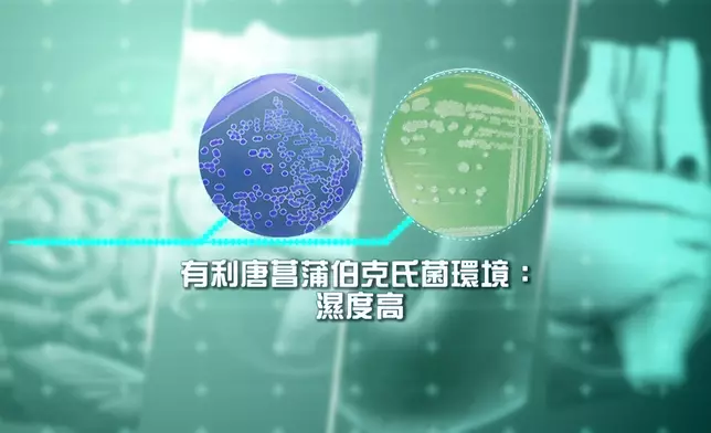 博士提及了有利於「唐菖蒲伯克氏菌」生存的環境，及「米酵菌酸」毒素來源就是「唐菖蒲伯克氏菌」。