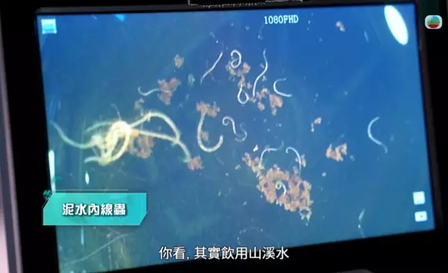 顯微鏡下，線形蟲無所遁形！