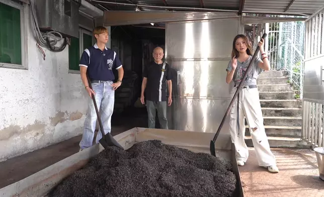 二人挑戰落力幫手撈茶葉。