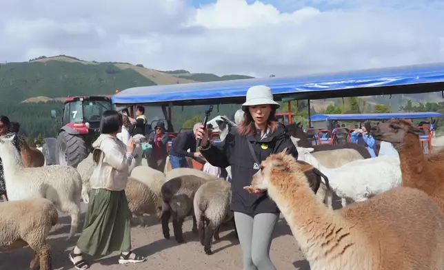 羊咩咩同羊駝好得意。