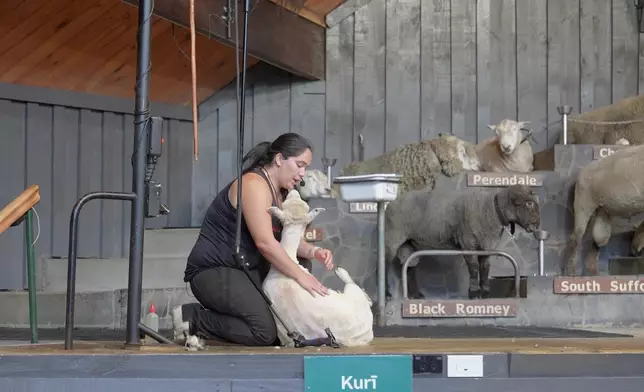 觀賞剃羊毛表演，Christy笑言羊毛手感有點油。