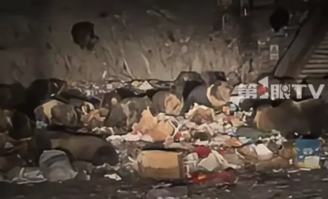 西藏逾20頭藏馬熊夜襲垃圾場覓食。影片截圖