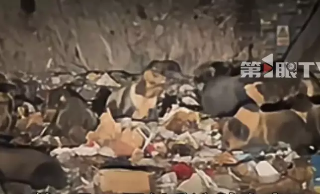 西藏逾20頭藏馬熊夜襲垃圾場覓食。影片截圖